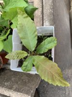 IMG_0109.jpeg