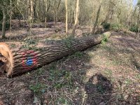 IMG_0296.jpeg