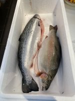 Salmon and trout.JPG