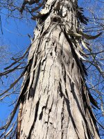Shagbark-Hickory.jpg