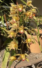 Cymbidiun Orchid_2.jpg