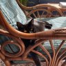 WoodyTheCatLover